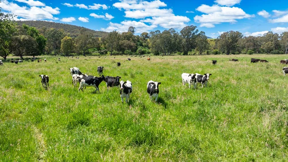 Additional image 25 of 1279 Edi-Cheshunt Road, Whitfield VIC 3733