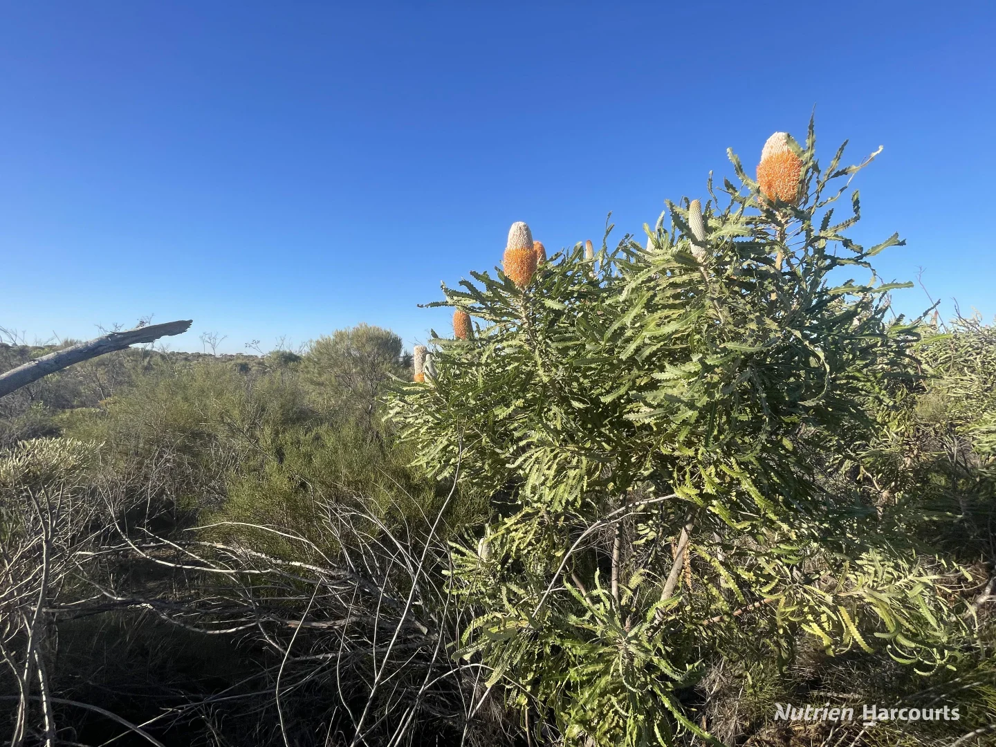 Additional image 12 of Lot 2691 Fraser Road, Walkaway WA 6528