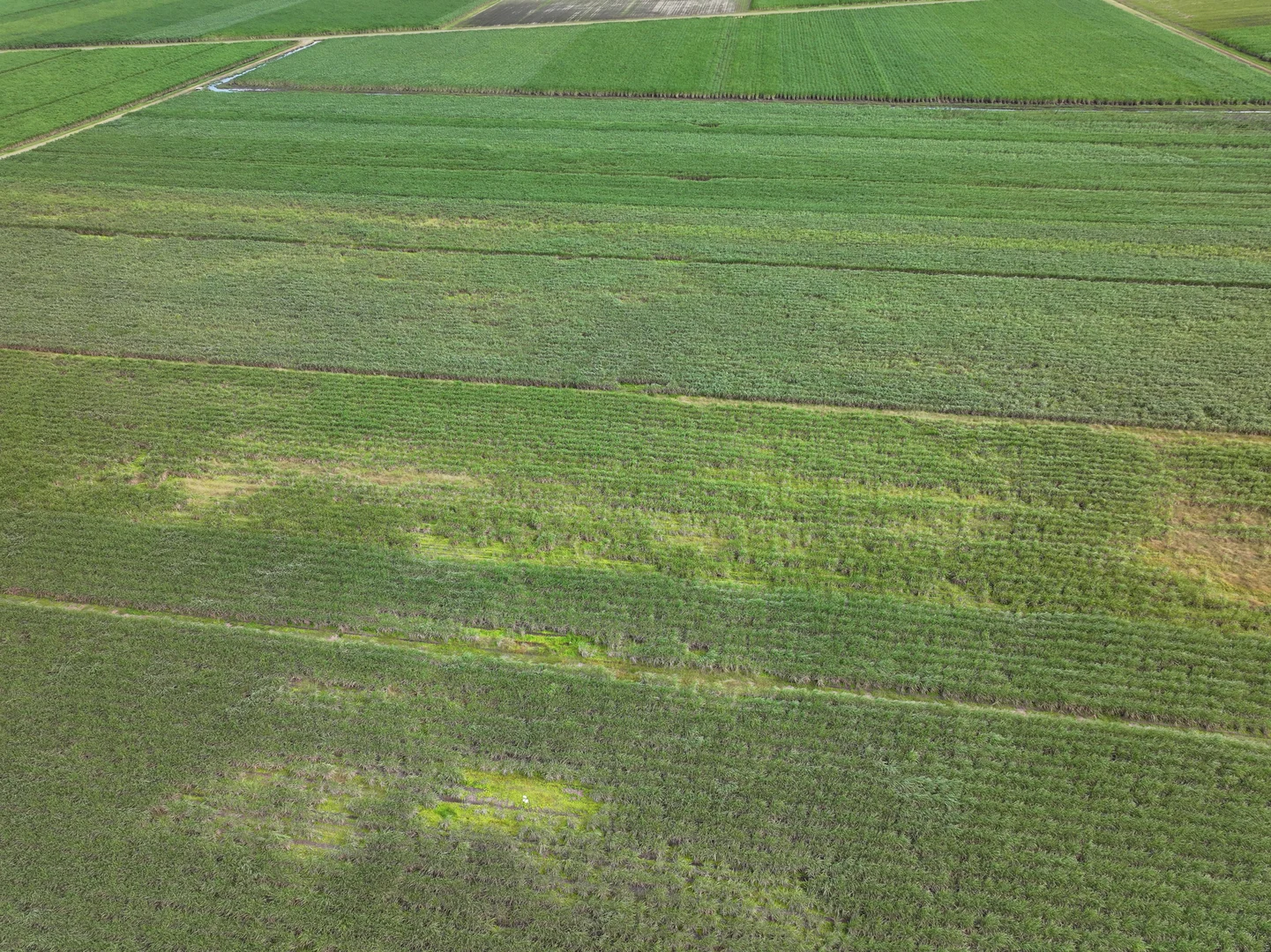 Additional image 4 of Lot 4 Wandarra Road, Foxdale QLD 4800