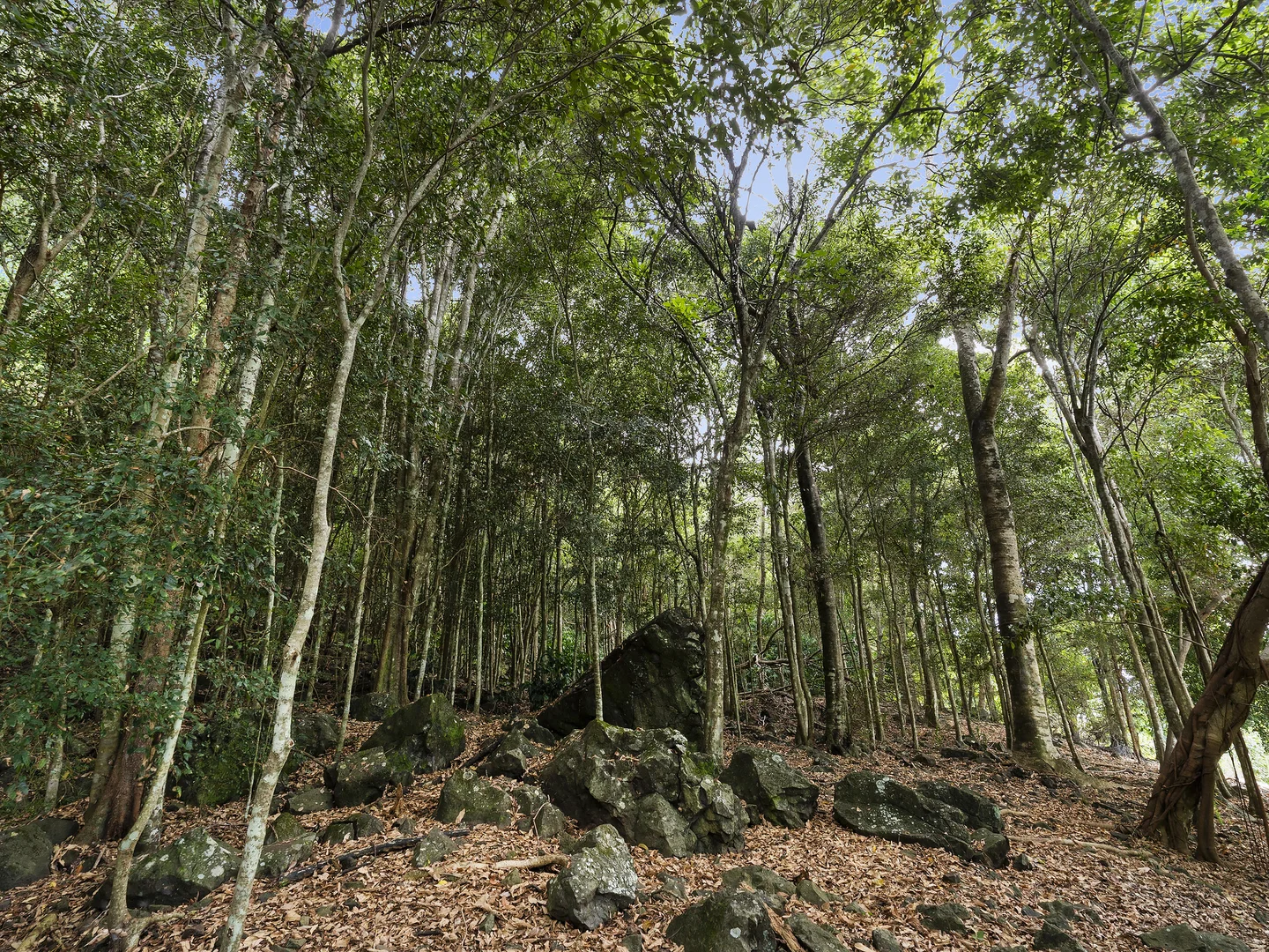 Additional image 19 of 102 Farrants Road, Farrants Hill NSW 2484