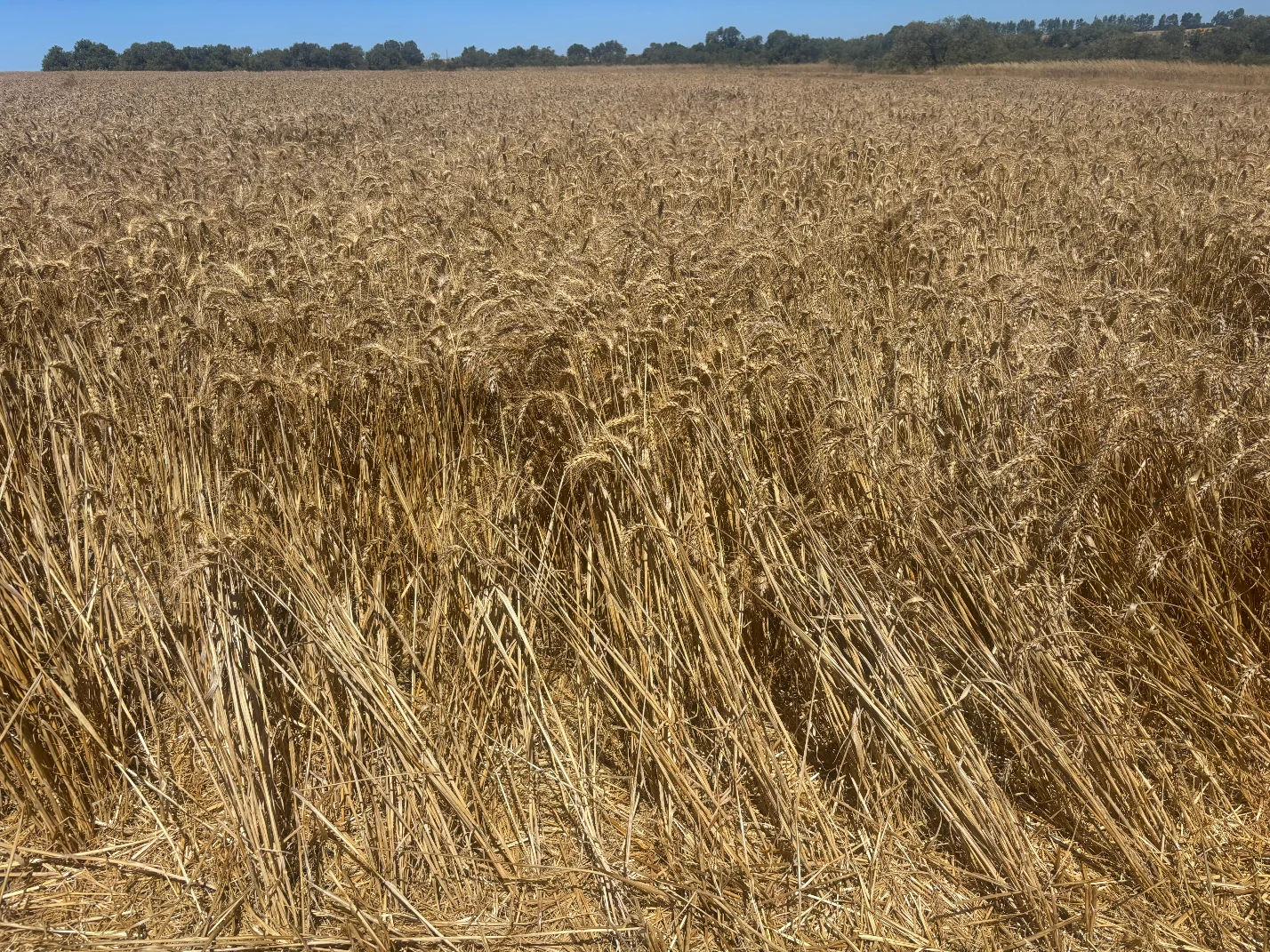 Additional image 5 of 6062 Coorow-Greenhead Road, Warradarge WA 6518