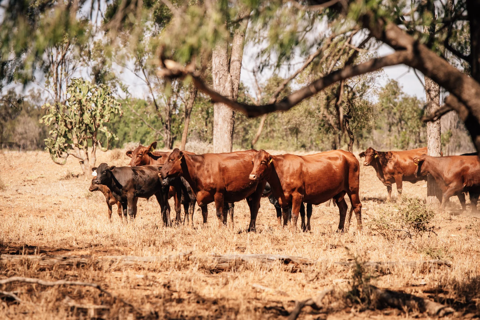 Additional image 4 of Tingun QLD 4455