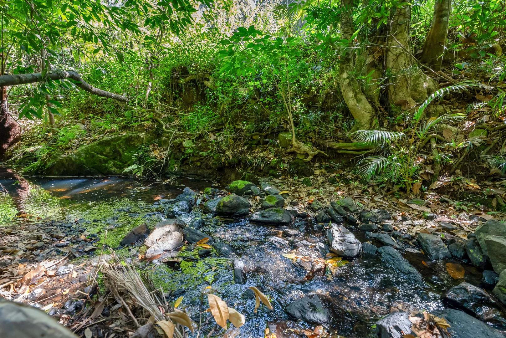 Additional image 5 of 3 Williamson Drive, Kuranda QLD 4881