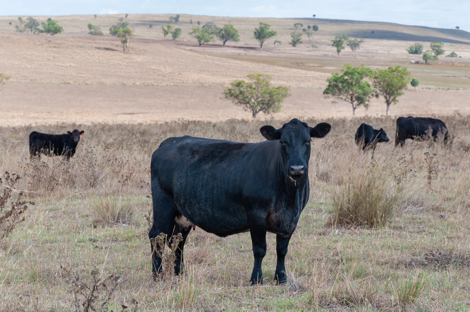 Additional image 6 of 'Windermere' 5518 Golden Highway, Merriwa NSW 2329