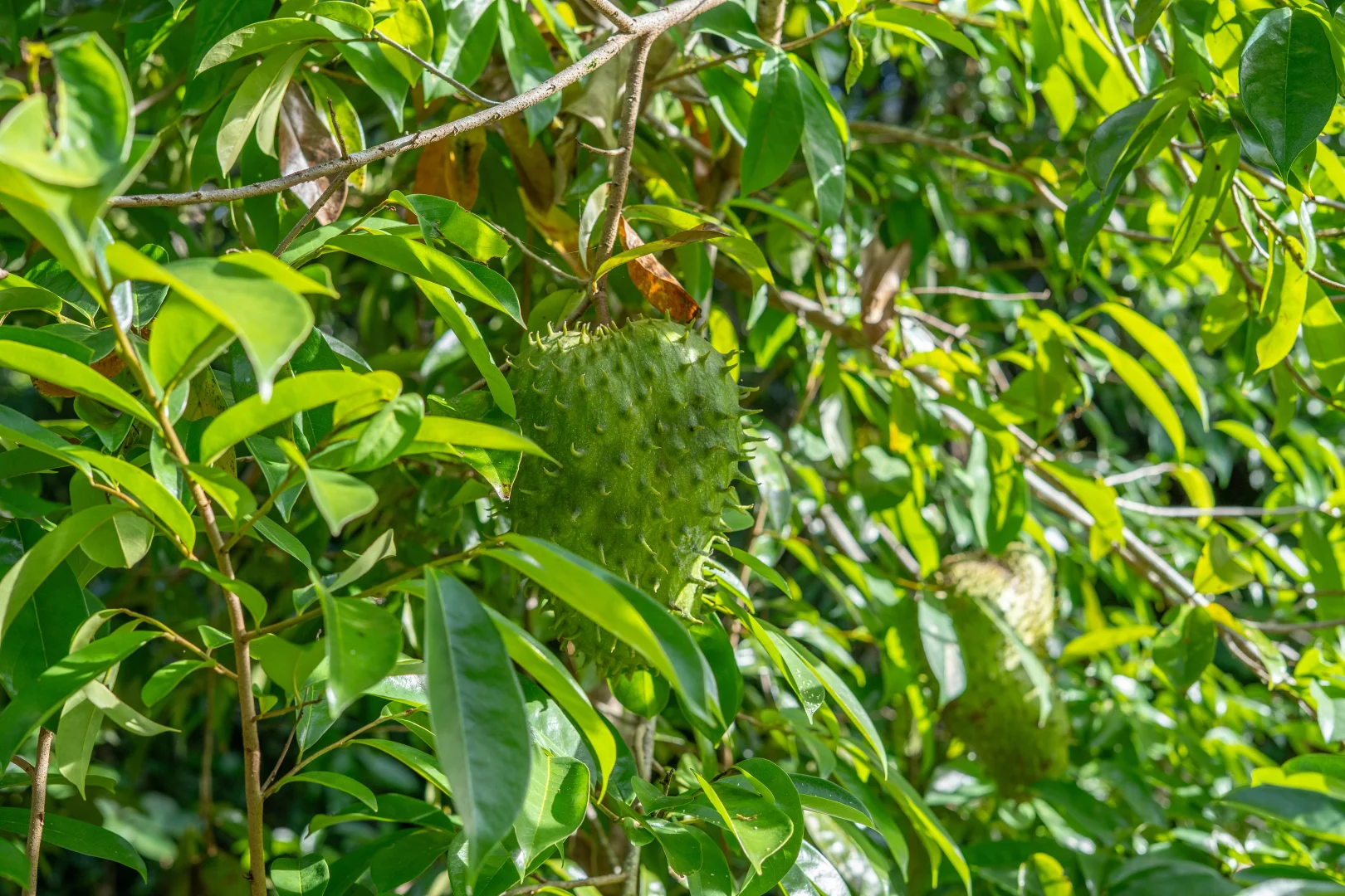 Additional image 36 of 11 Mission Cir, Wongaling Beach QLD 4852