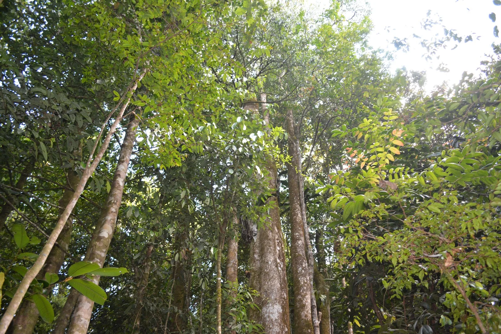 Additional image 7 of 9 Middlebrook Rd, Millaa Millaa QLD 4886