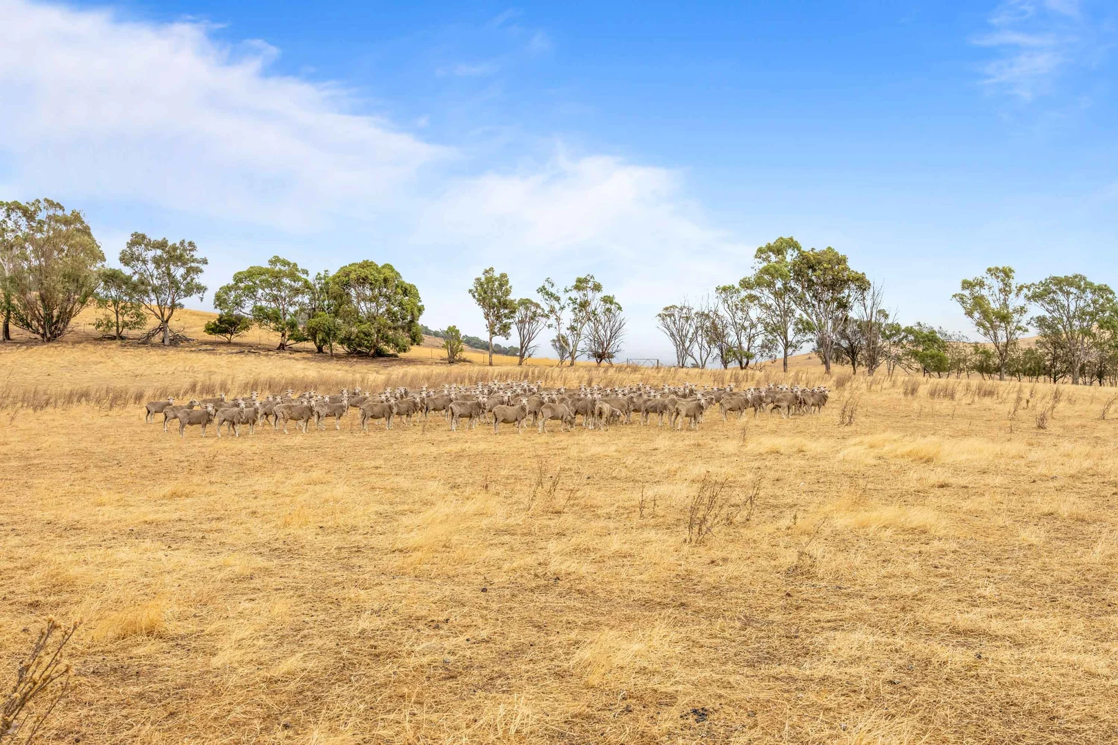 Additional image 15 of 339 Burrumbeep Road, Maroona VIC 3377