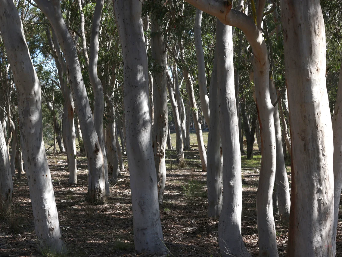 Additional image 25 of 710 Inverary Road, Paddys River NSW 2577