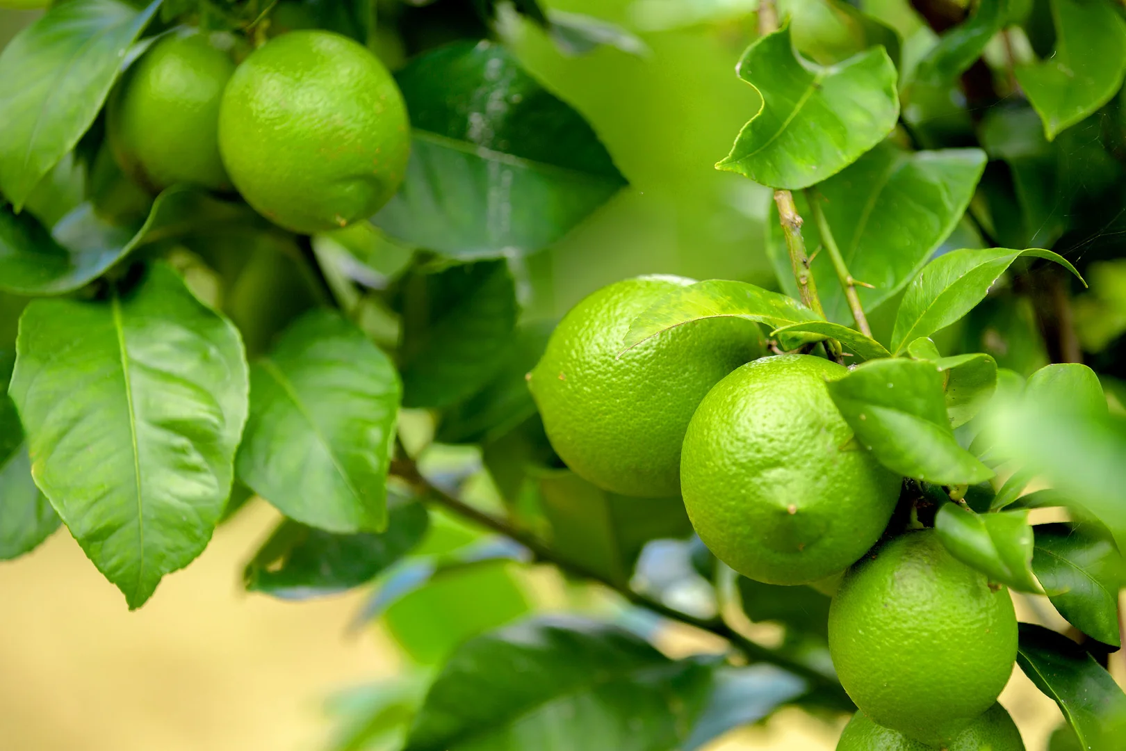 Additional image 20 of 47 Osborne Court, Wallu QLD 4570