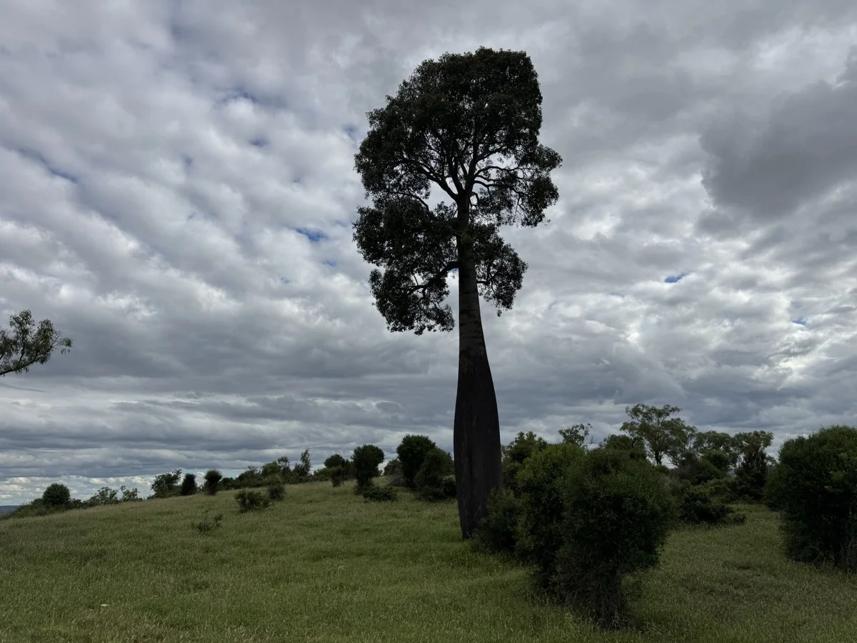 Additional image 22 of "Mustons" Frawleys Road, Thangool QLD 4716