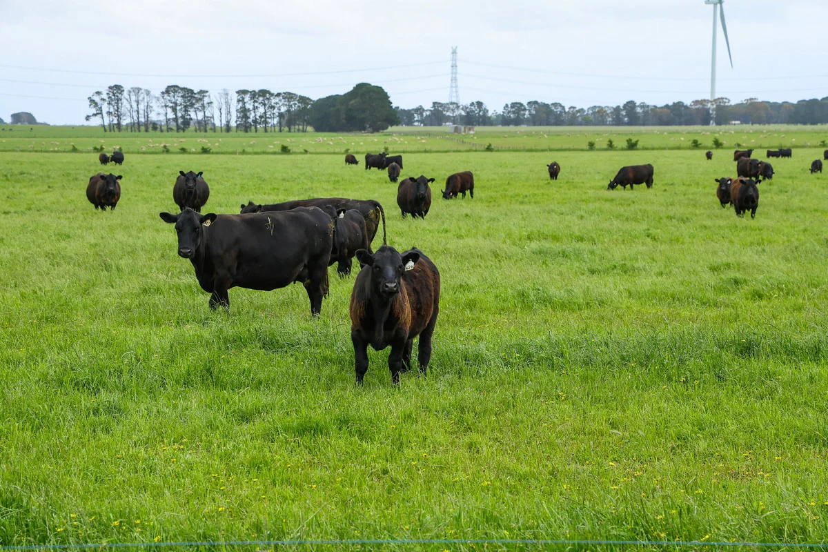 Additional image 29 of 'Laguna' 495 Camerons Road, Woolsthorpe VIC 3276