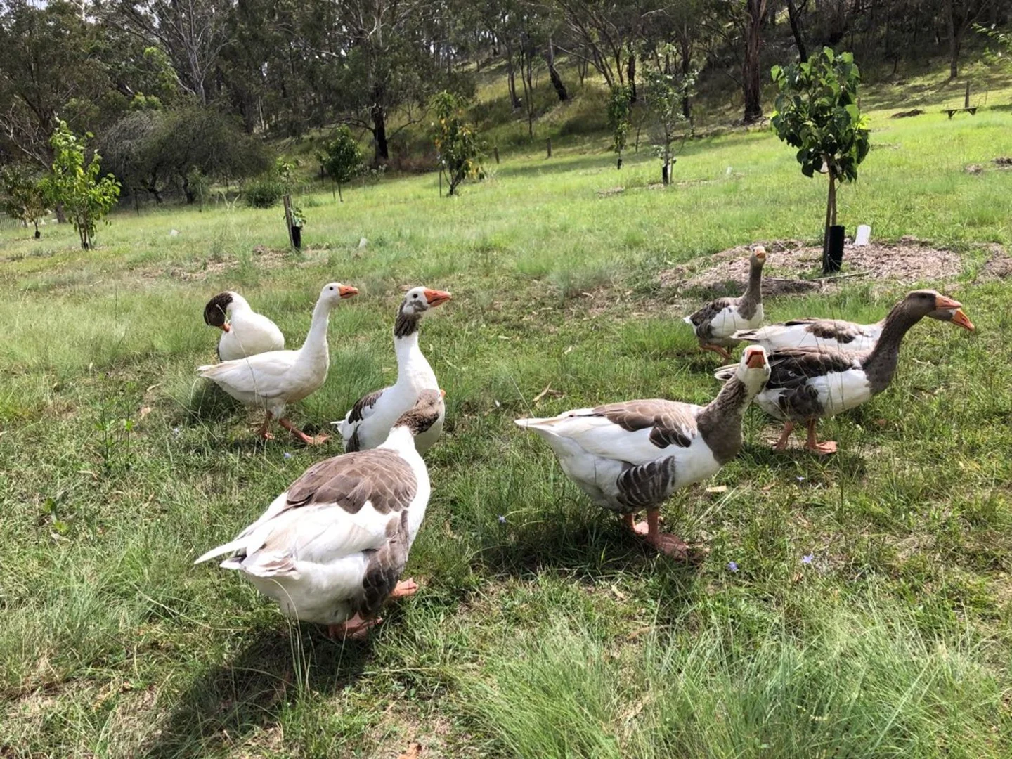 Additional image 41 of 22 Bluff River Road, Tenterfield NSW 2372