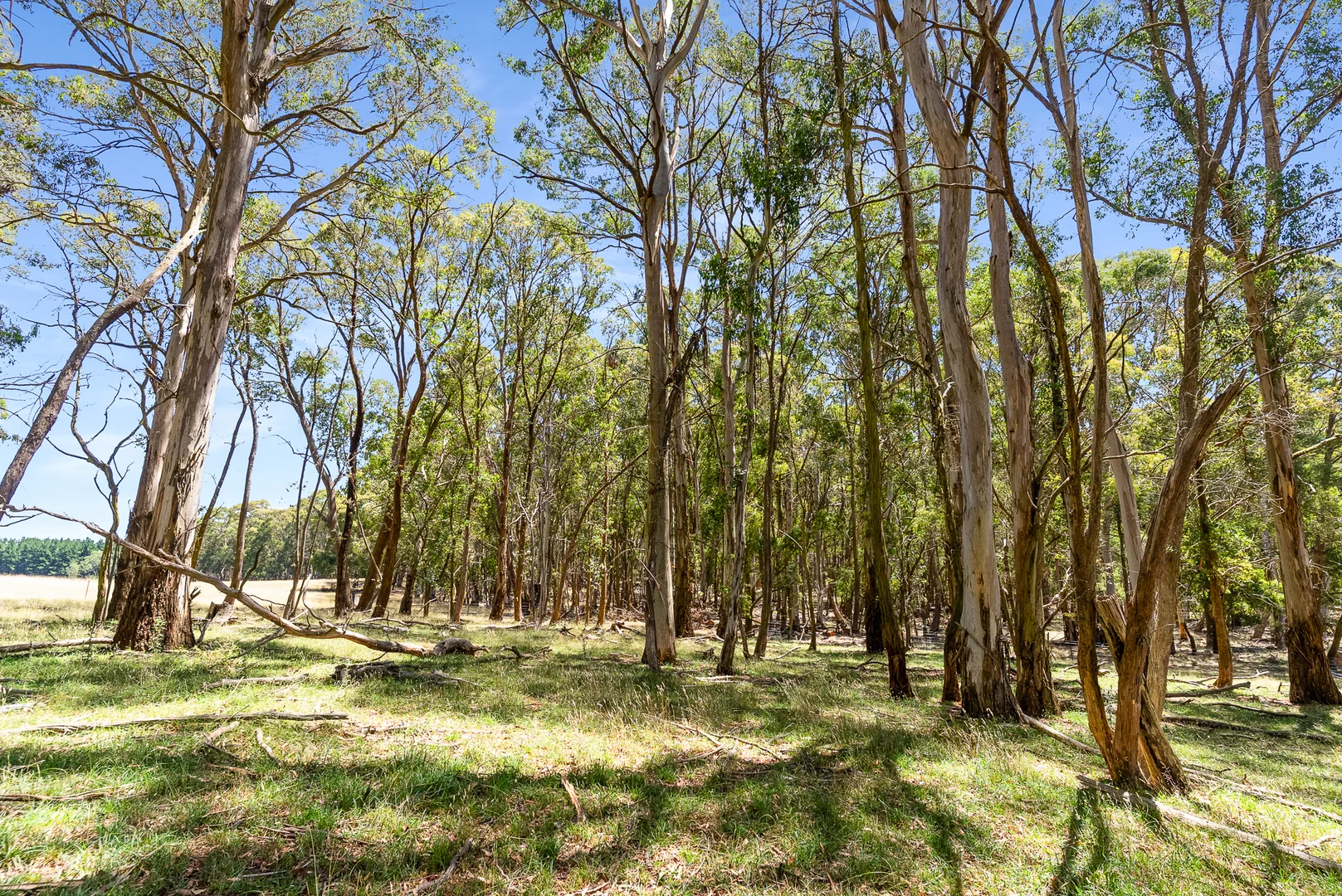 Additional image 33 of 951 Shooters Hill Road, Chatham Valley NSW 2787