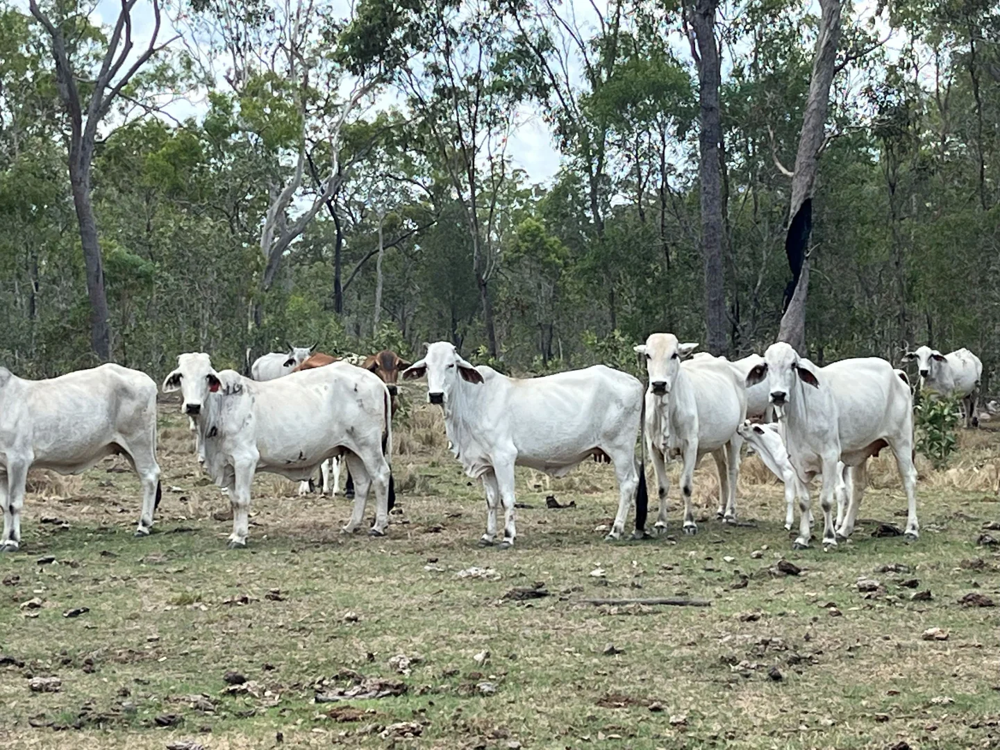 Additional image 8 of Blunder Park Station 382 Blunder Park Road, Ravenshoe QLD 4888