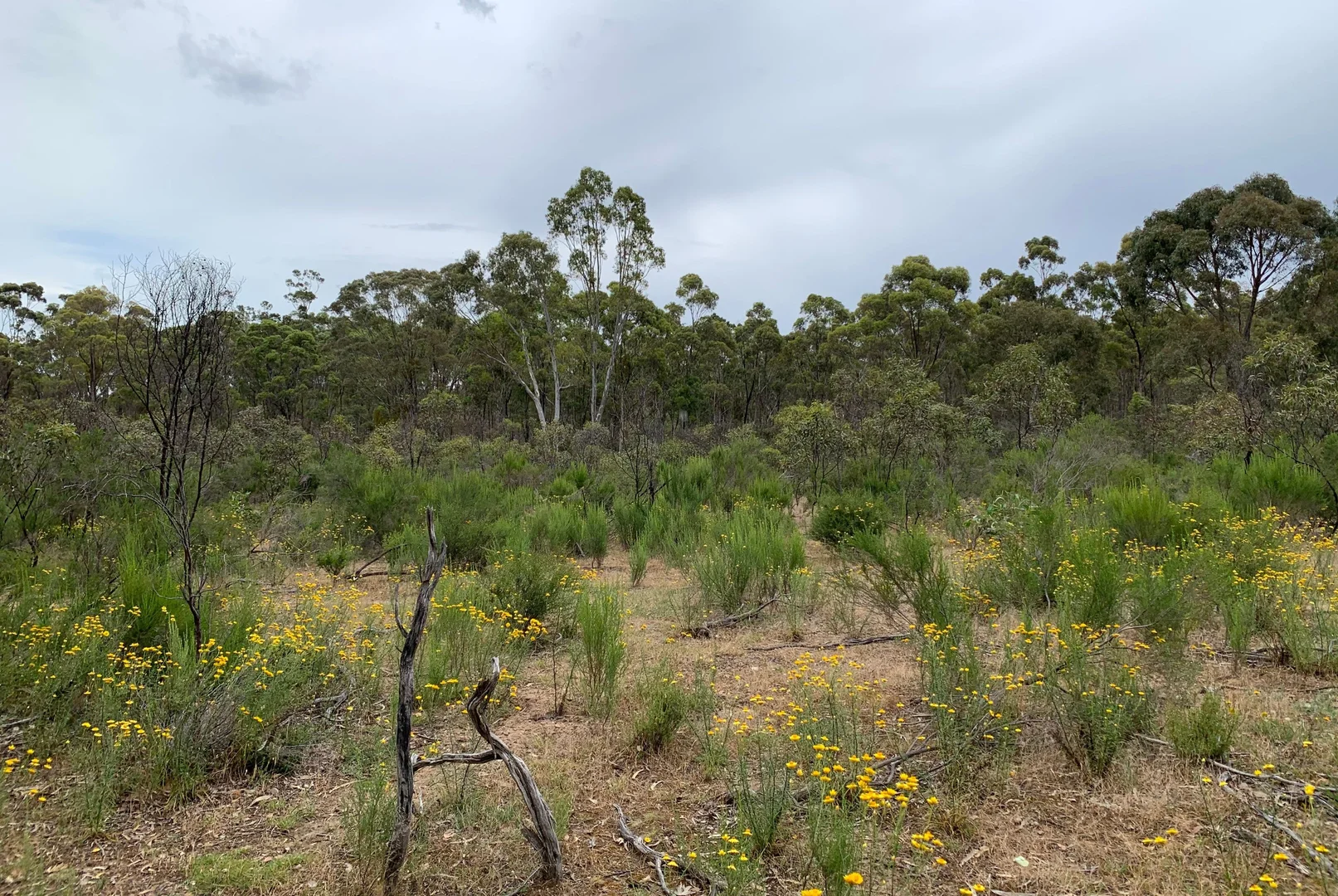 Additional image 4 of Lot 12 Heathcote-Nagambie Road, Moormbool West VIC 3523