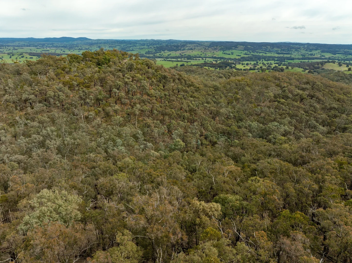 Additional image 51 of 2543 Westbrook Road, Oberne Creek NSW 2650