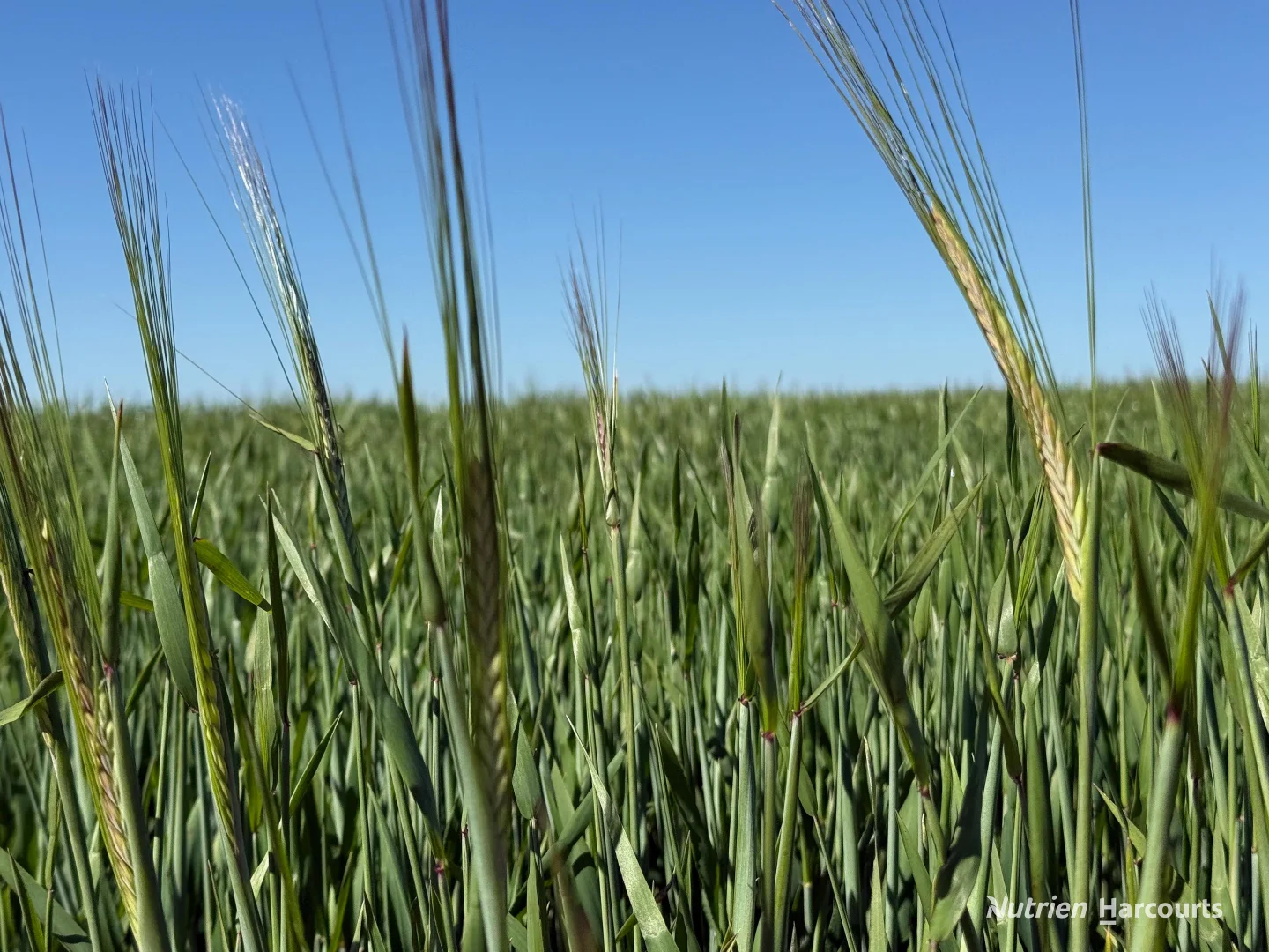 Additional image 9 of . 'Lydford' and 'Lees', Dowerin WA 6461