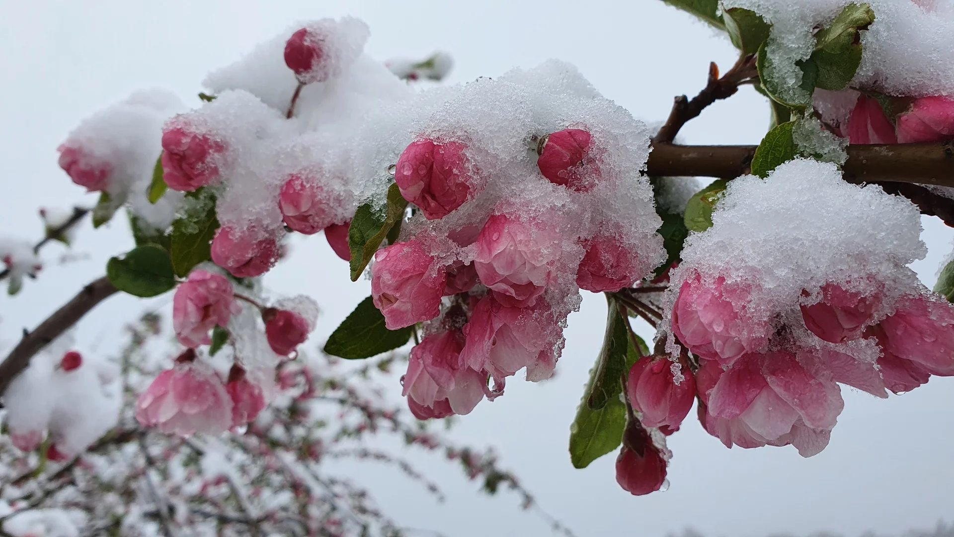 Additional image 23 of 2 Bromfield Drive, Tolmie VIC 3723