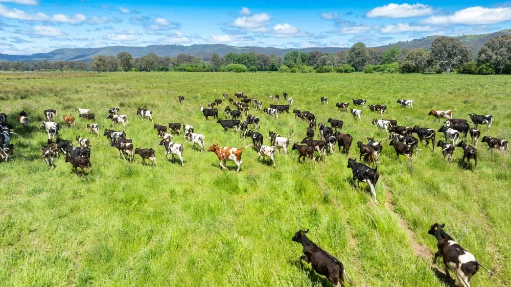 Additional image 26 of 1279 Edi-Cheshunt Road, Whitfield VIC 3733