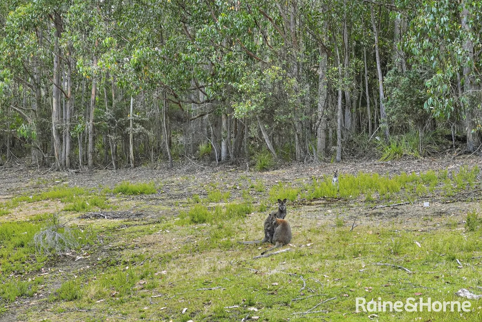 Additional image 32 of 75 Mountain Road, Allens Rivulet TAS 7150