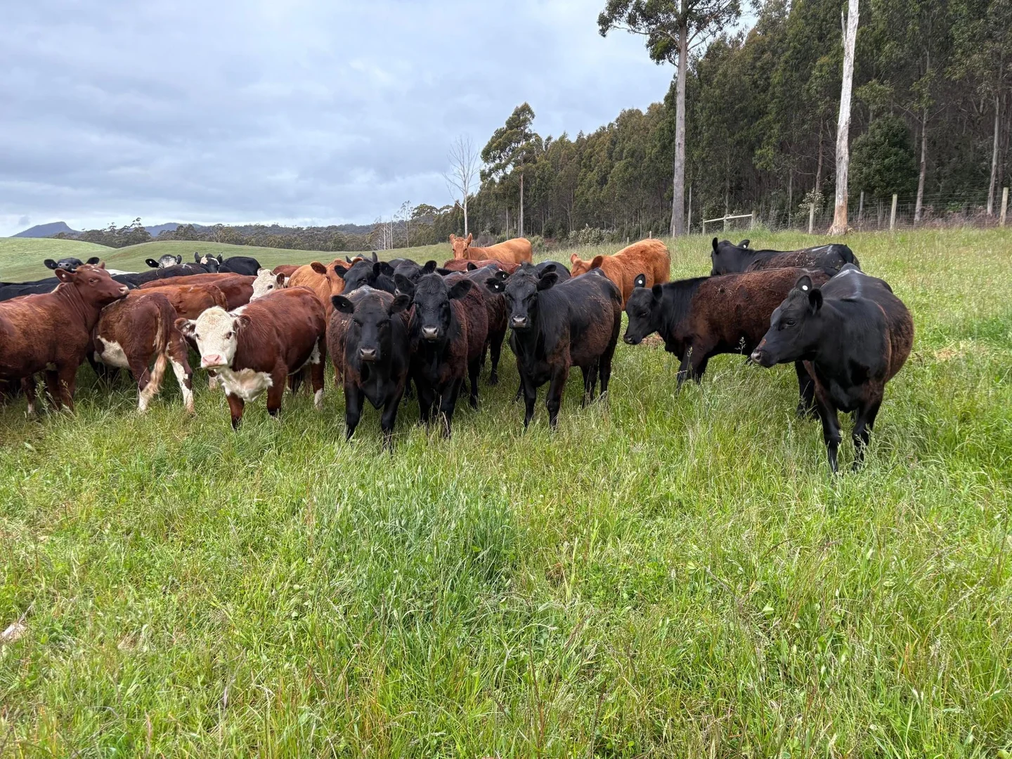 Additional image 59 of 0 Newhaven Road, Mawbanna TAS 7321