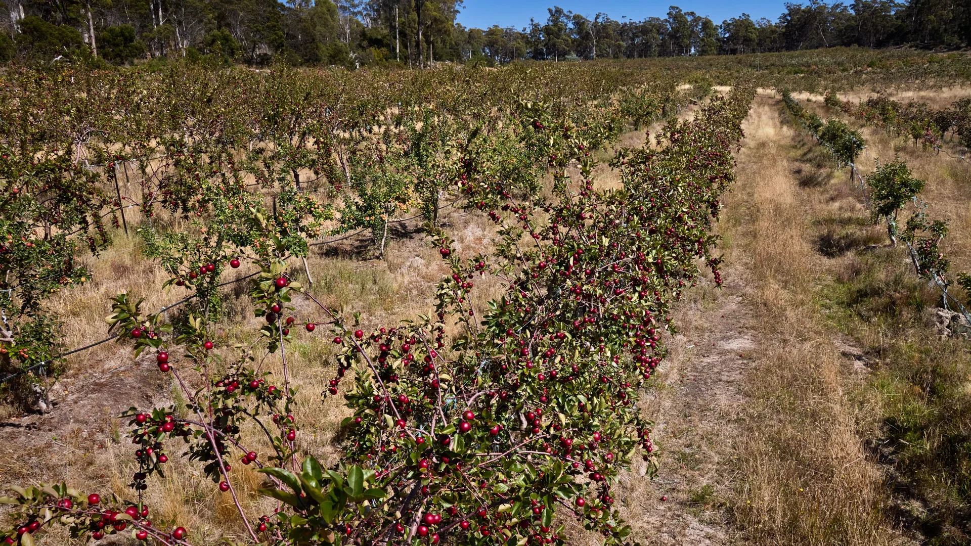 Additional image 13 of 389 Auburn Road, Beaconsfield TAS 7270