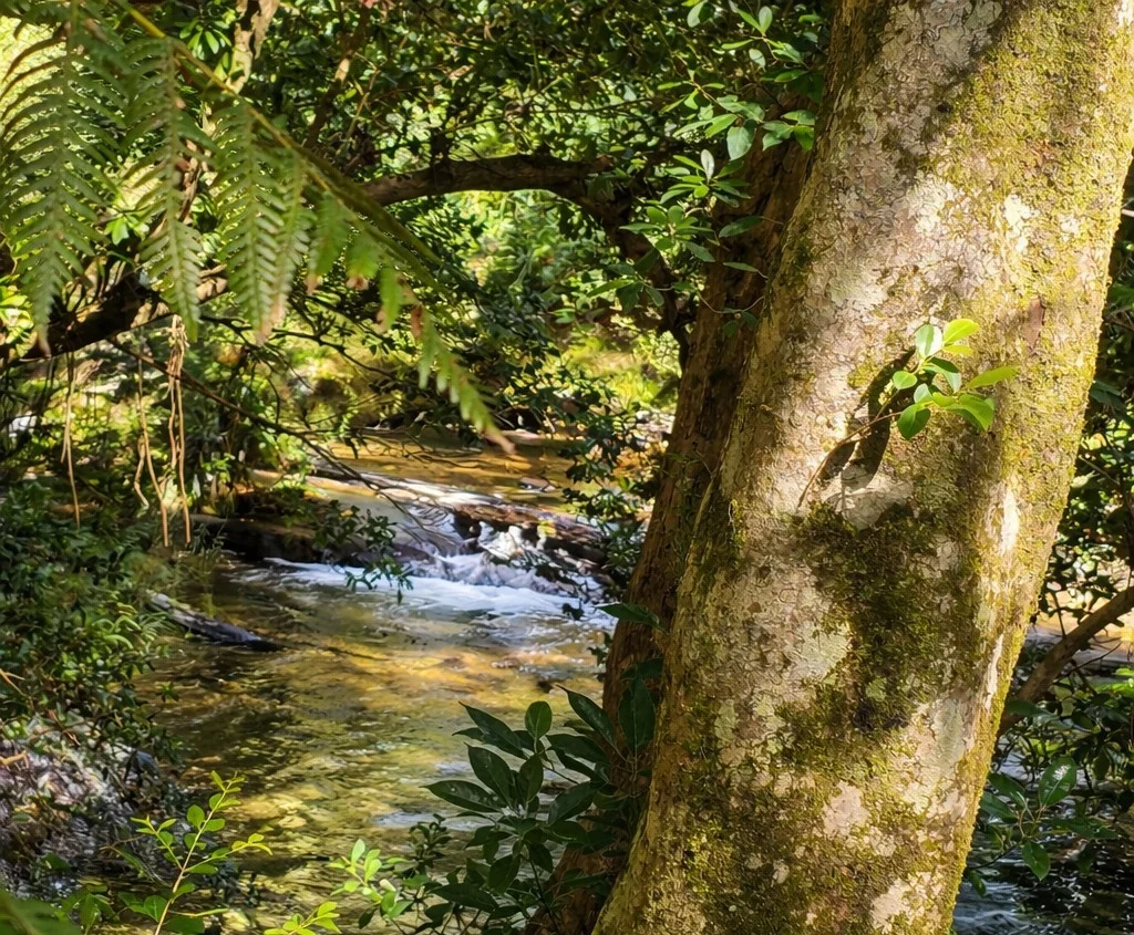 Additional image 2 of 1596 Kalang Road, Bellingen NSW 2454