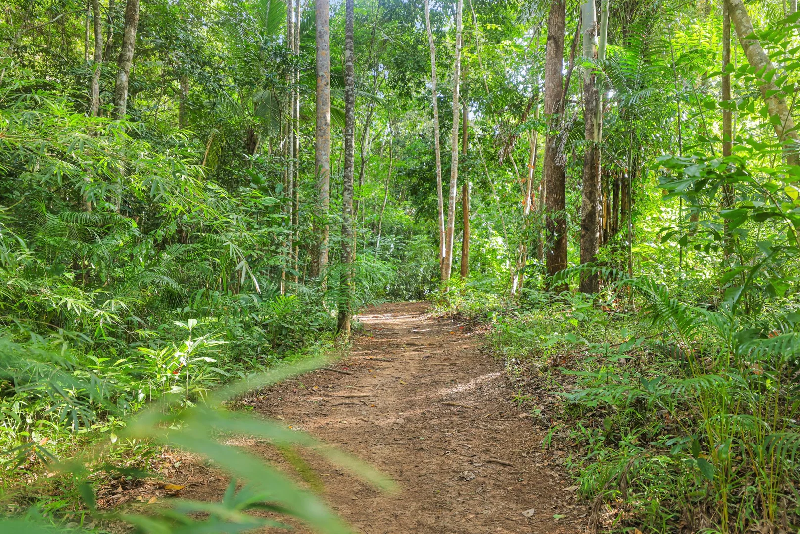Additional image 12 of 63 Vico Street, Gordonvale QLD 4865