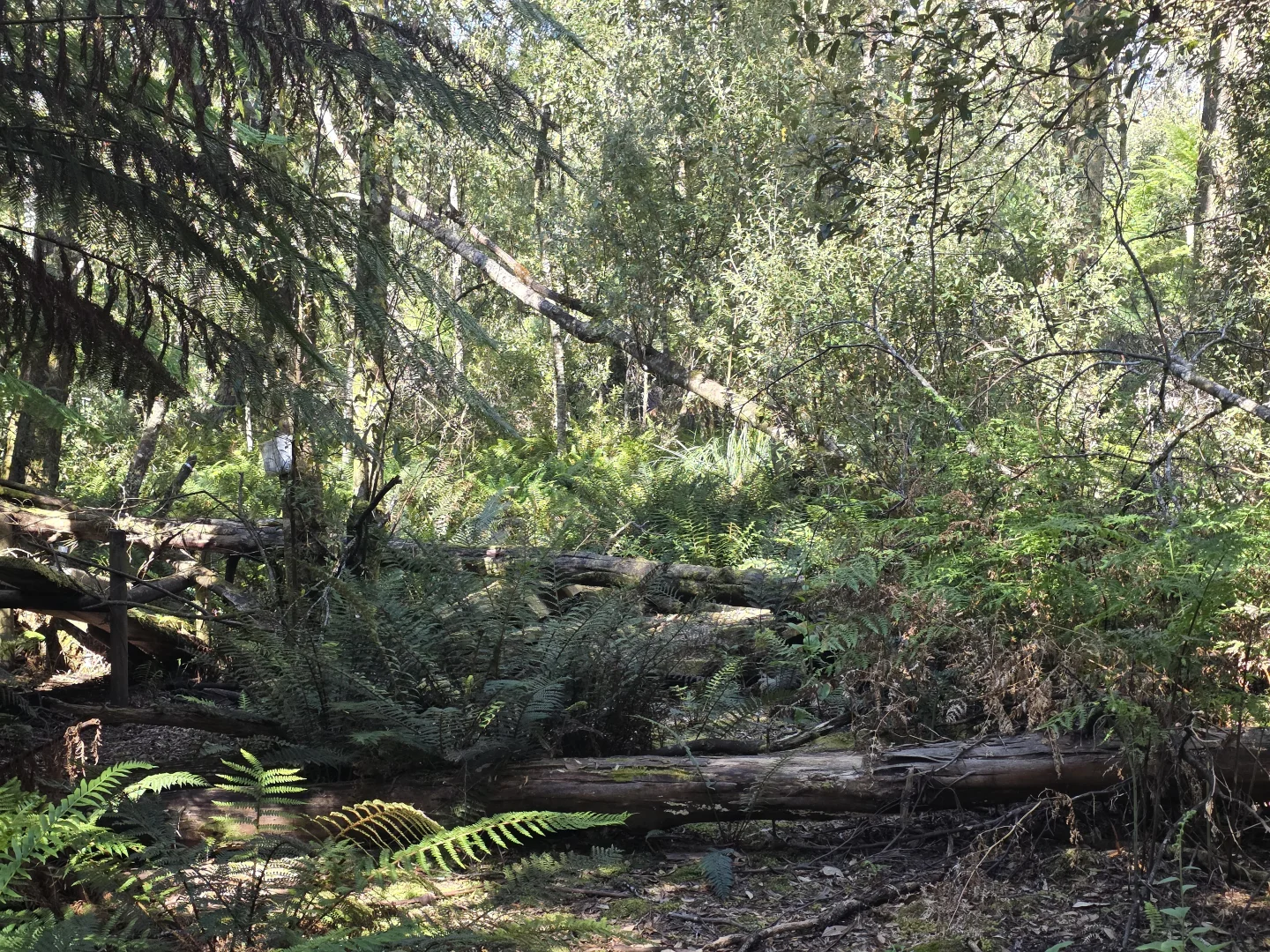 Additional image 5 of lot 1 1824490 Edward Street West Coast [Balfour], Temma TAS 7330