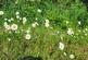 Additional image 51 of Llandysul, SA44