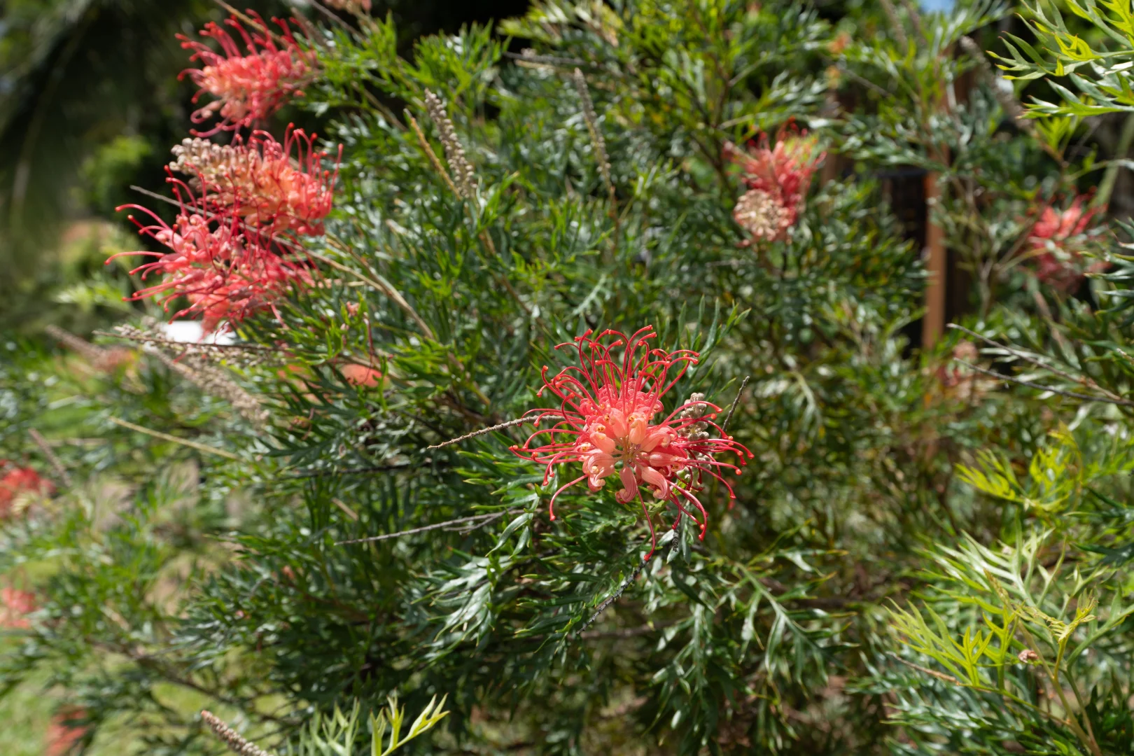 Additional image 21 of 52 Dunkalli Cres, Wongaling Beach QLD 4852