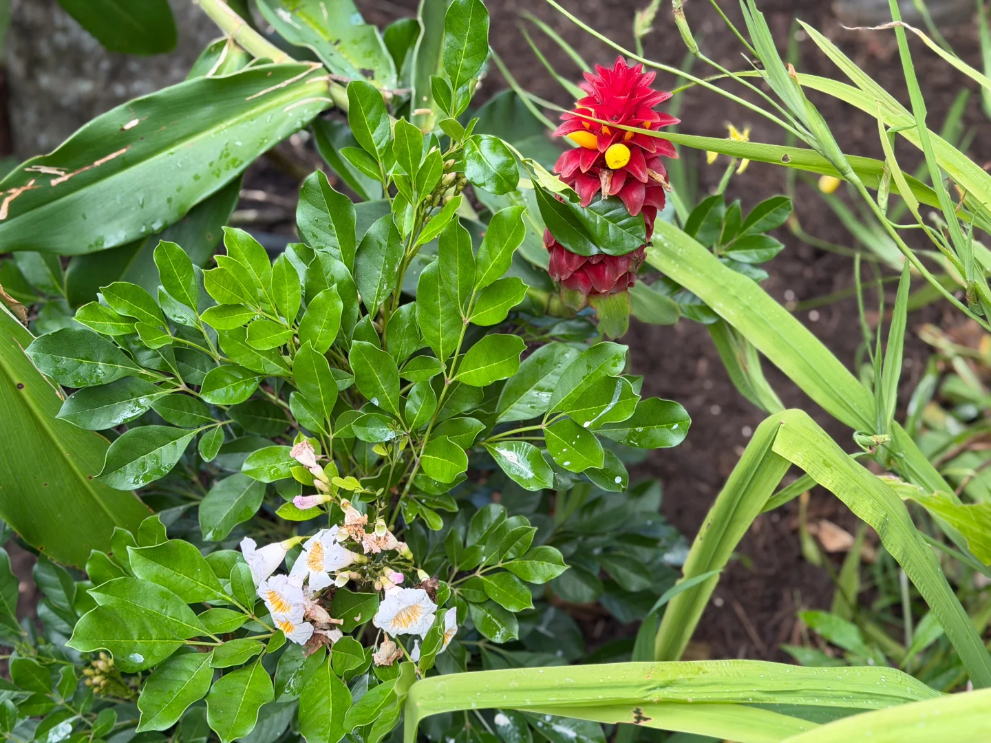 Additional image 7 of 52 Dunkalli Cres, Wongaling Beach QLD 4852