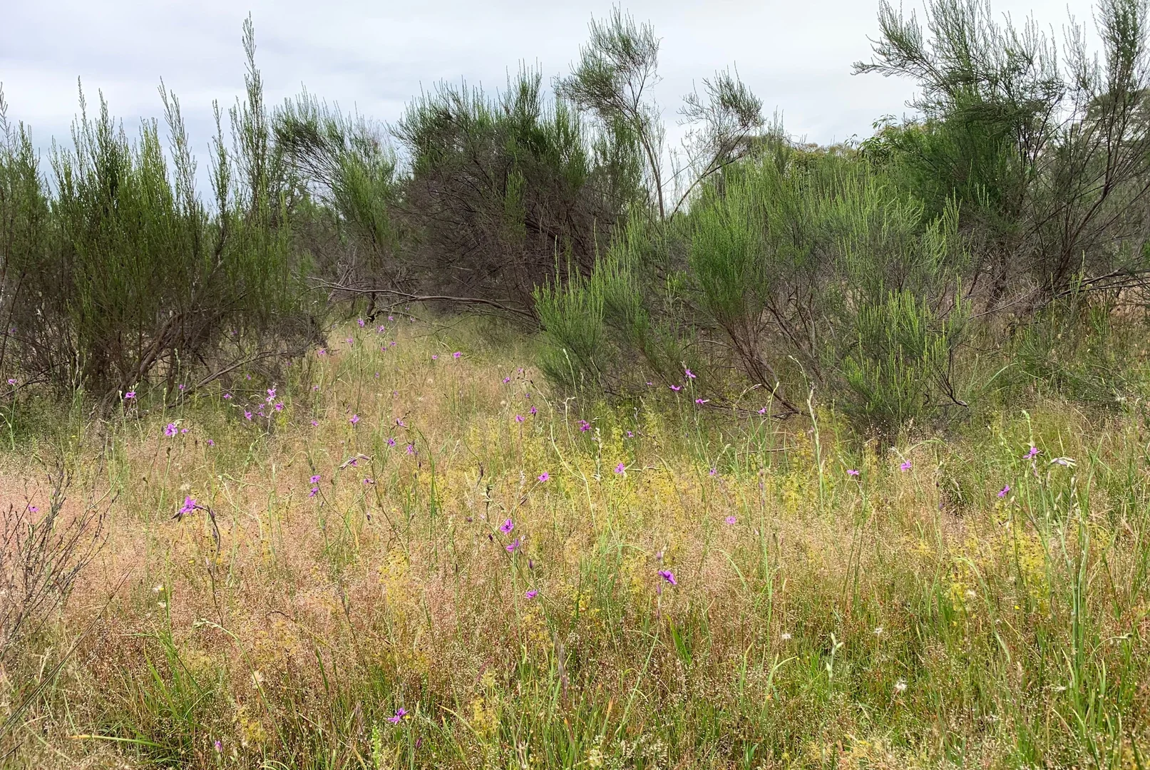 Additional image 5 of Lot 12 Heathcote-Nagambie Road, Moormbool West VIC 3523