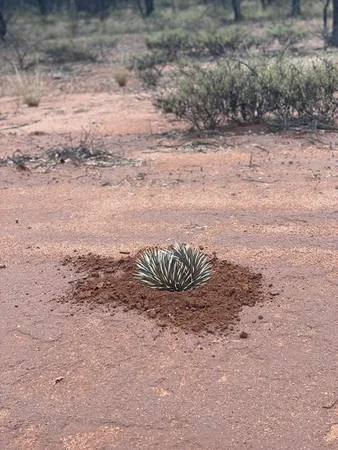 Additional image 29 of 1684 Diamantina Developmental Road, Charleville QLD 4470