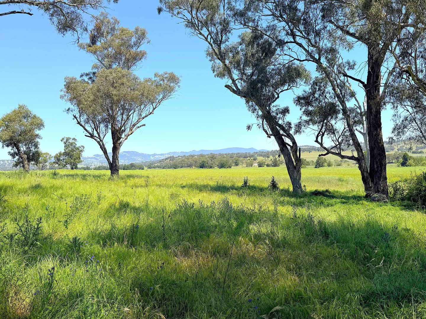 Additional image 4 of 40 Merriwa Road, Willow Tree NSW 2339