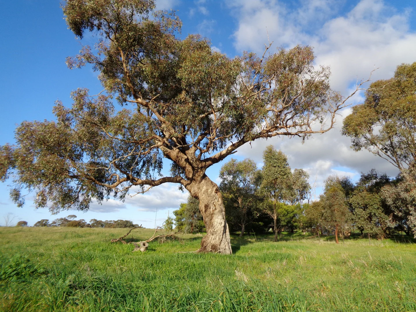 Additional image 16 of 2 Springvale Road, Lockwood South VIC 3551