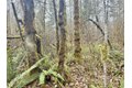 Additional image 34 of 298 Boone Rd, Toledo, WA, 98591