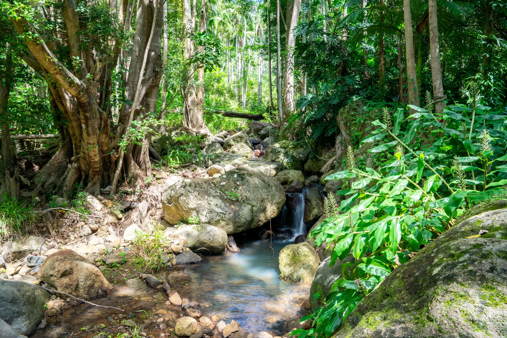Additional image 4 of 771 Left Bank Road, Mullumbimby Creek NSW 2482