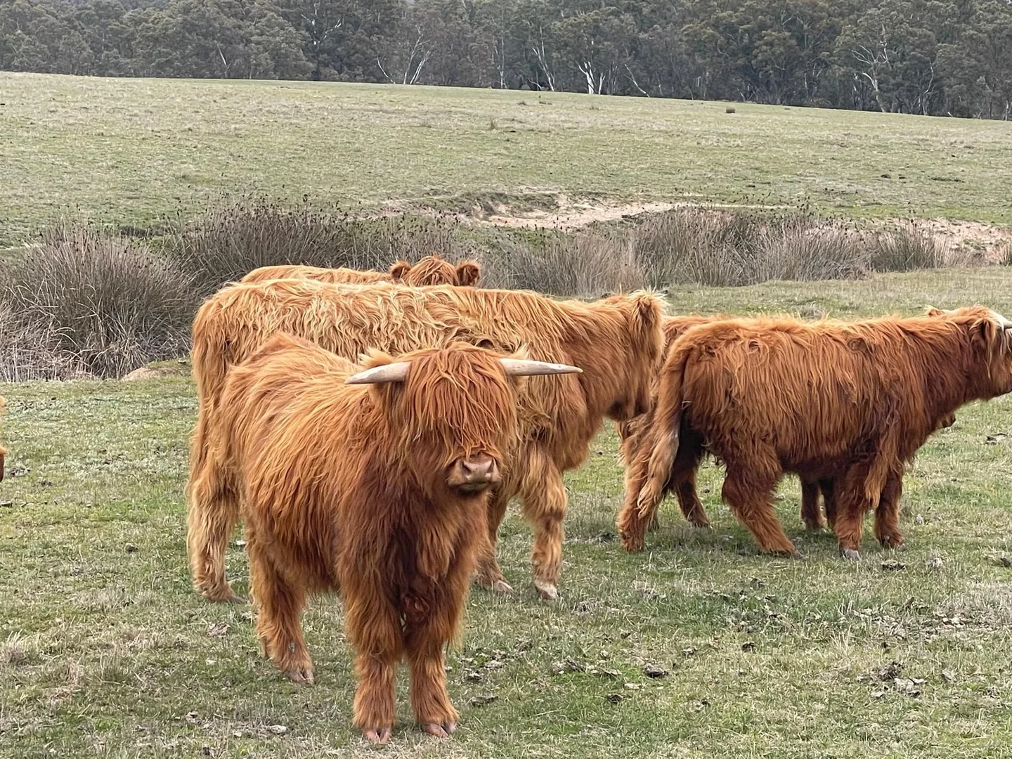 Additional image 10 of 67 Owens Road, Elphinstone VIC 3448