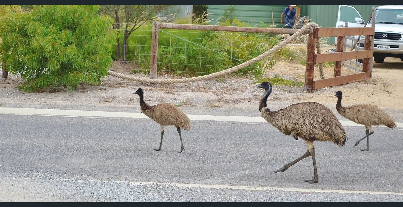 Additional image 6 of Bronzewing Way, Marion Bay SA 5575