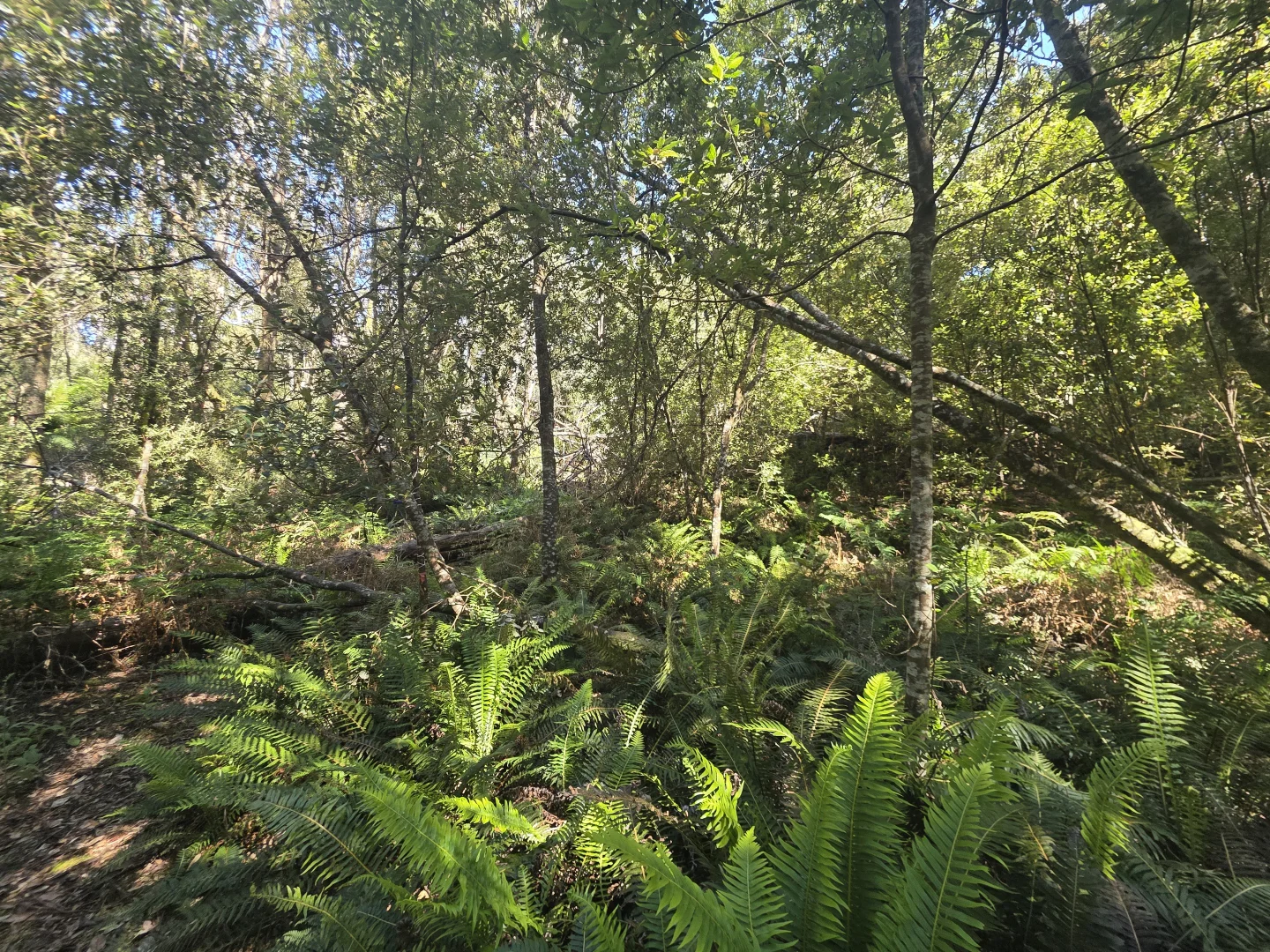 Additional image 6 of lot 1 1824490 Edward Street West Coast [Balfour], Temma TAS 7330