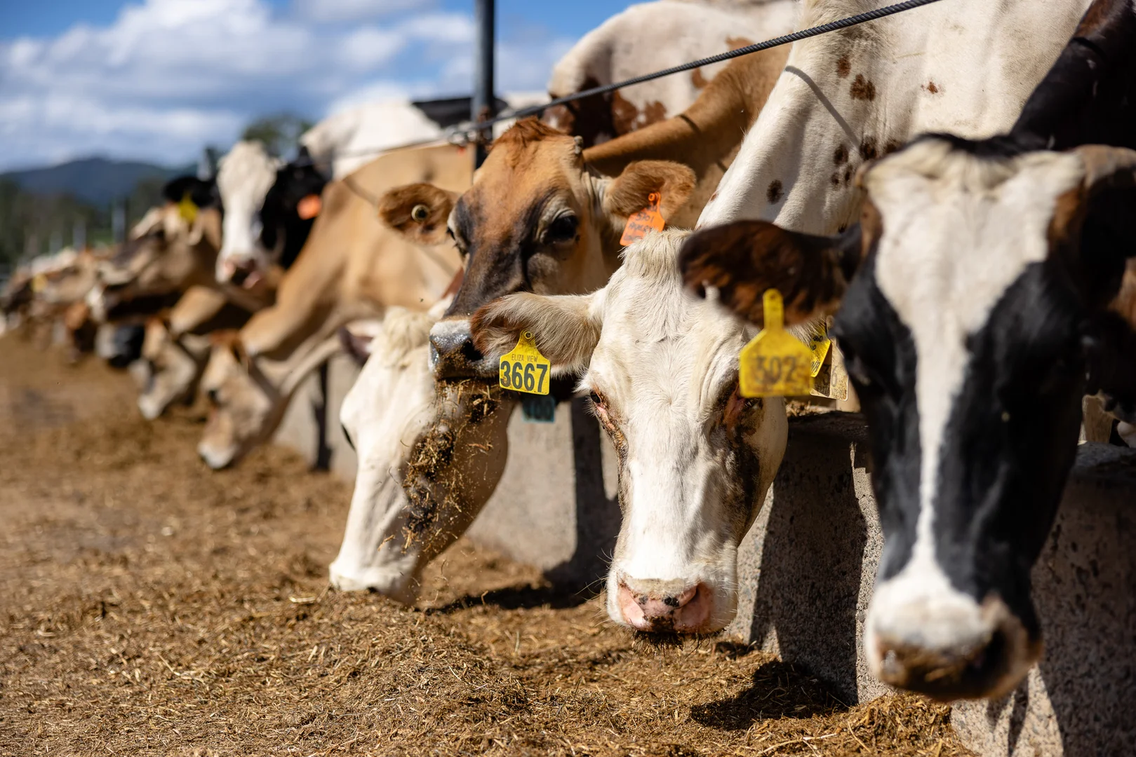 Additional image 26 of 846 Toms Creek Road, Ellenborough NSW 2446