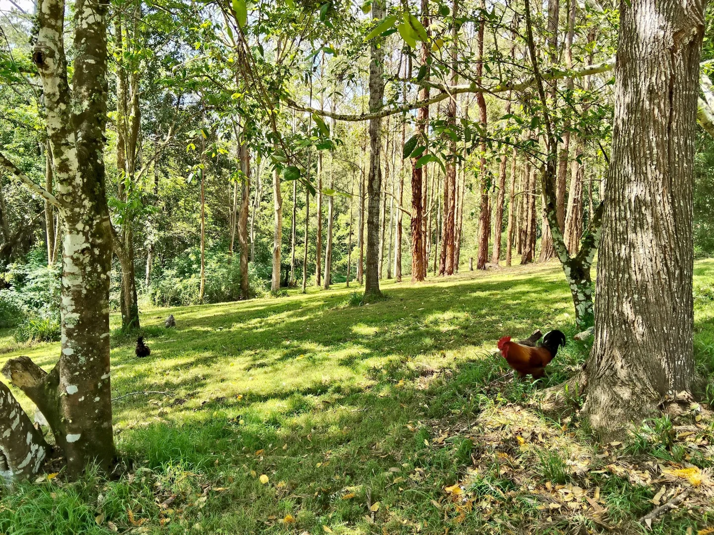 Additional image 19 of 645 Bowraville Road, Bellingen NSW 2454