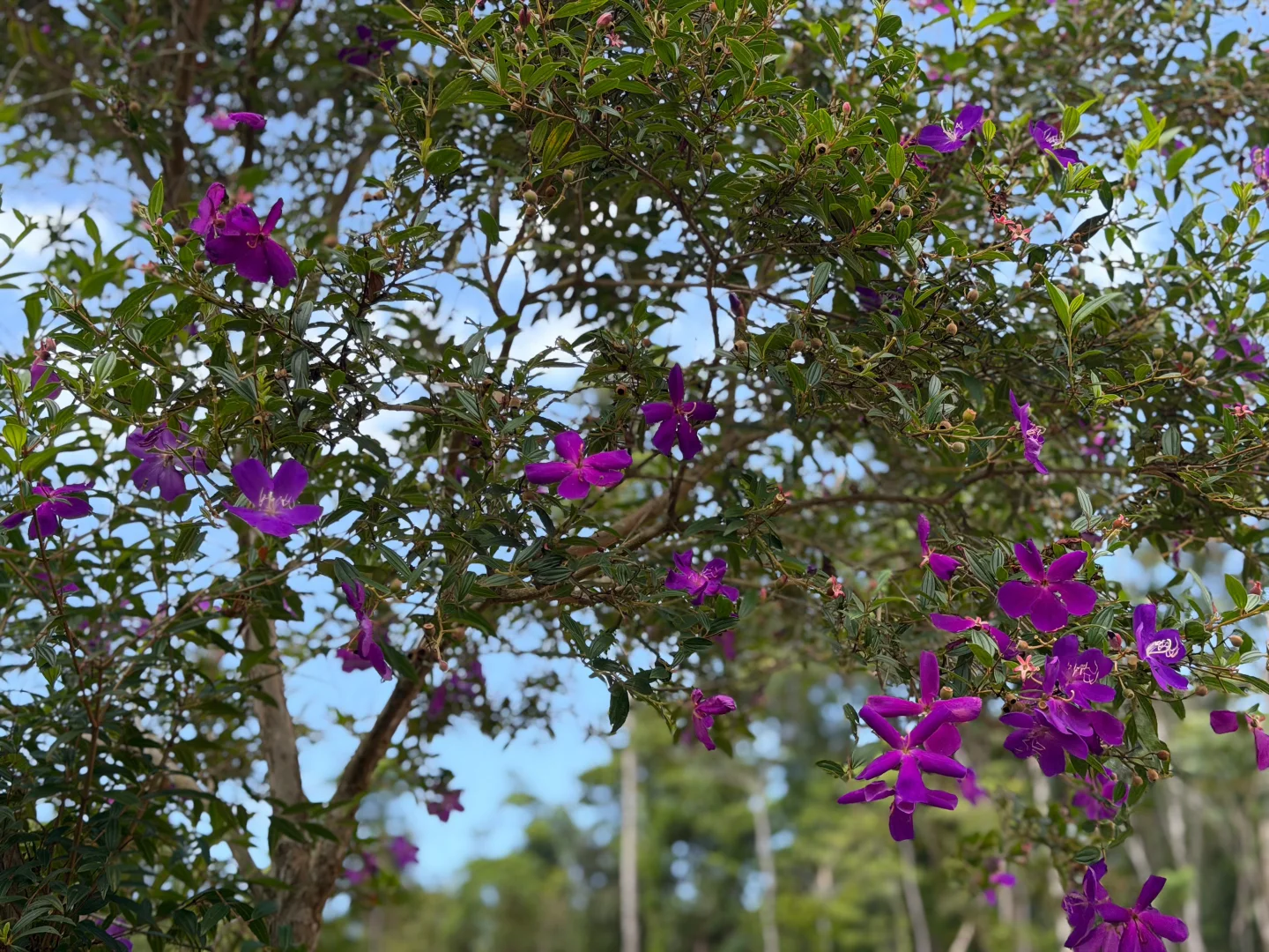 Additional image 20 of 52 Dunkalli Cres, Wongaling Beach QLD 4852