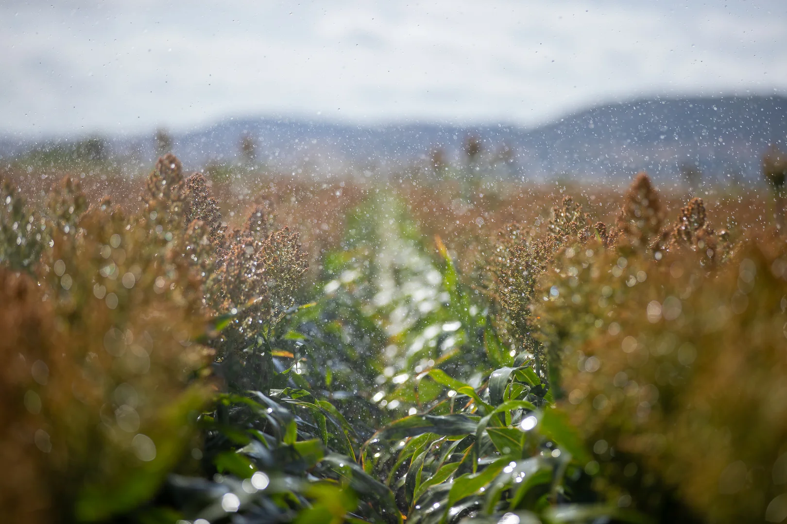 Additional image 24 of "Wanstead" 391 Cudmore Road, Cambooya QLD 4358