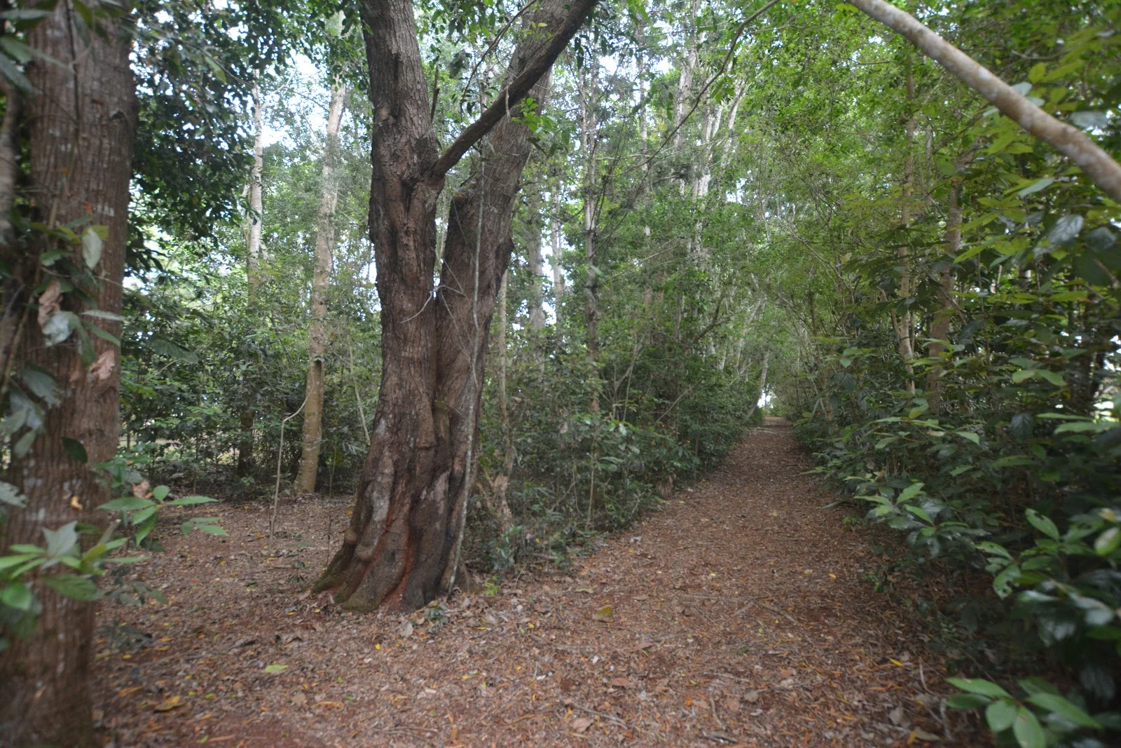 Additional image 5 of 20 Russell Road, Lake Eacham QLD 4884