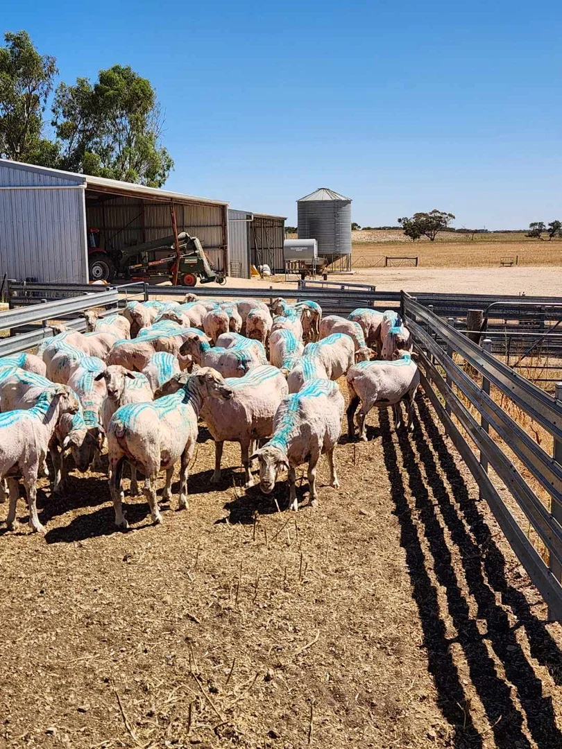 Additional image 22 of 485 Freak Road, Coonalpyn SA 5265