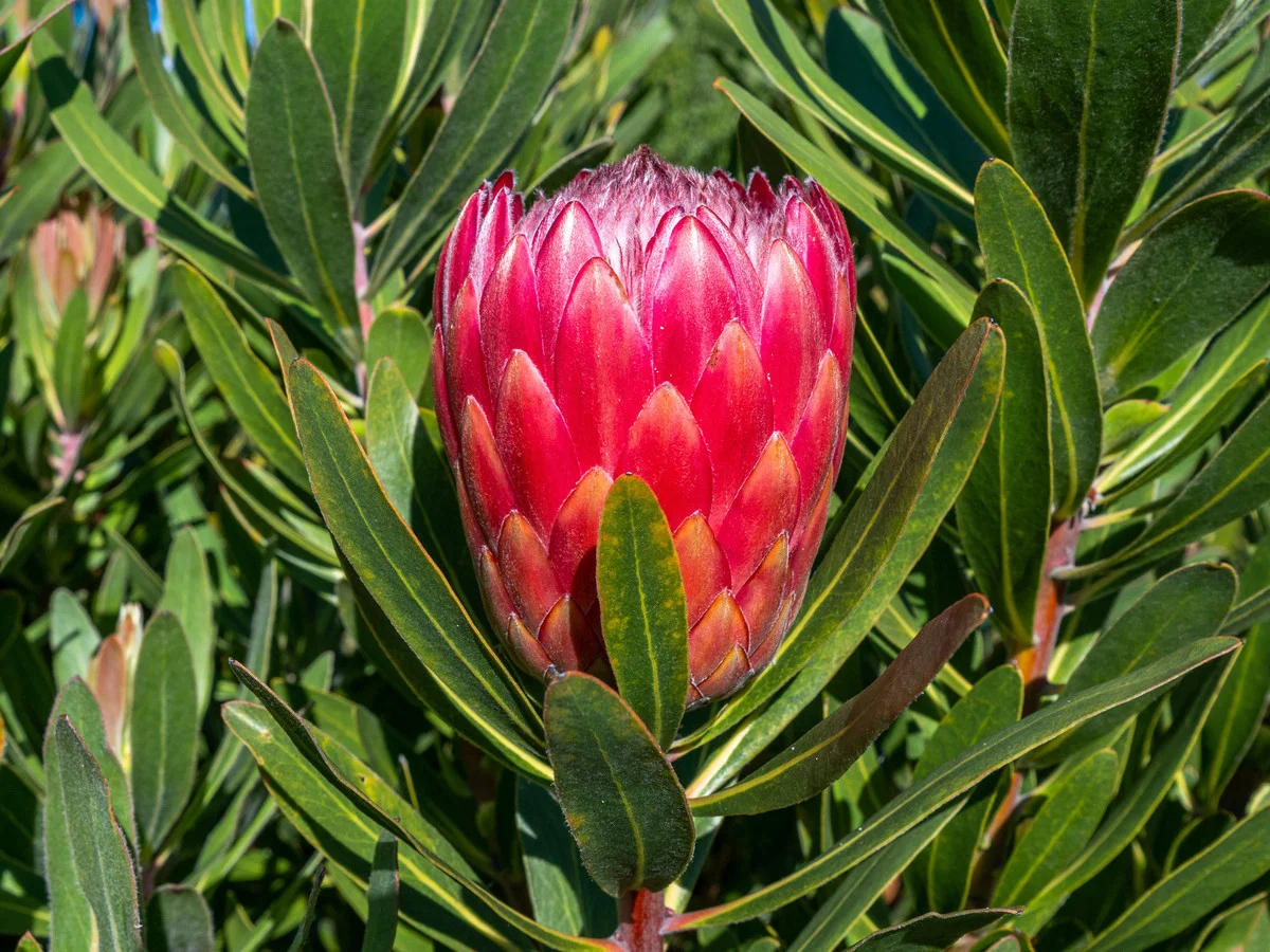 Additional image 37 of 2742 Huon Highway, Huonville TAS 7109