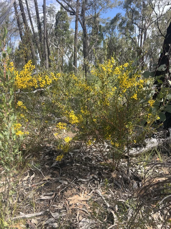 Additional image 4 of 1013 Dandry road, Coonabarabran NSW 2357