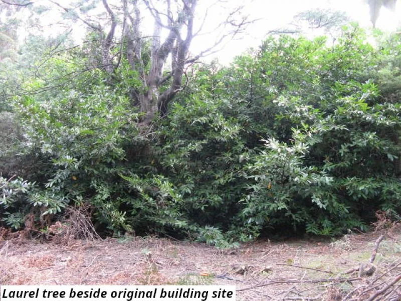 Additional image 4 of 755 Lottah Road, Lottah TAS 7216